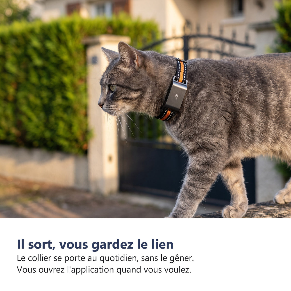 Chat portant le collier GPS dans un jardin