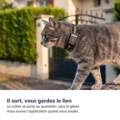 Chat portant le collier GPS dans un jardin