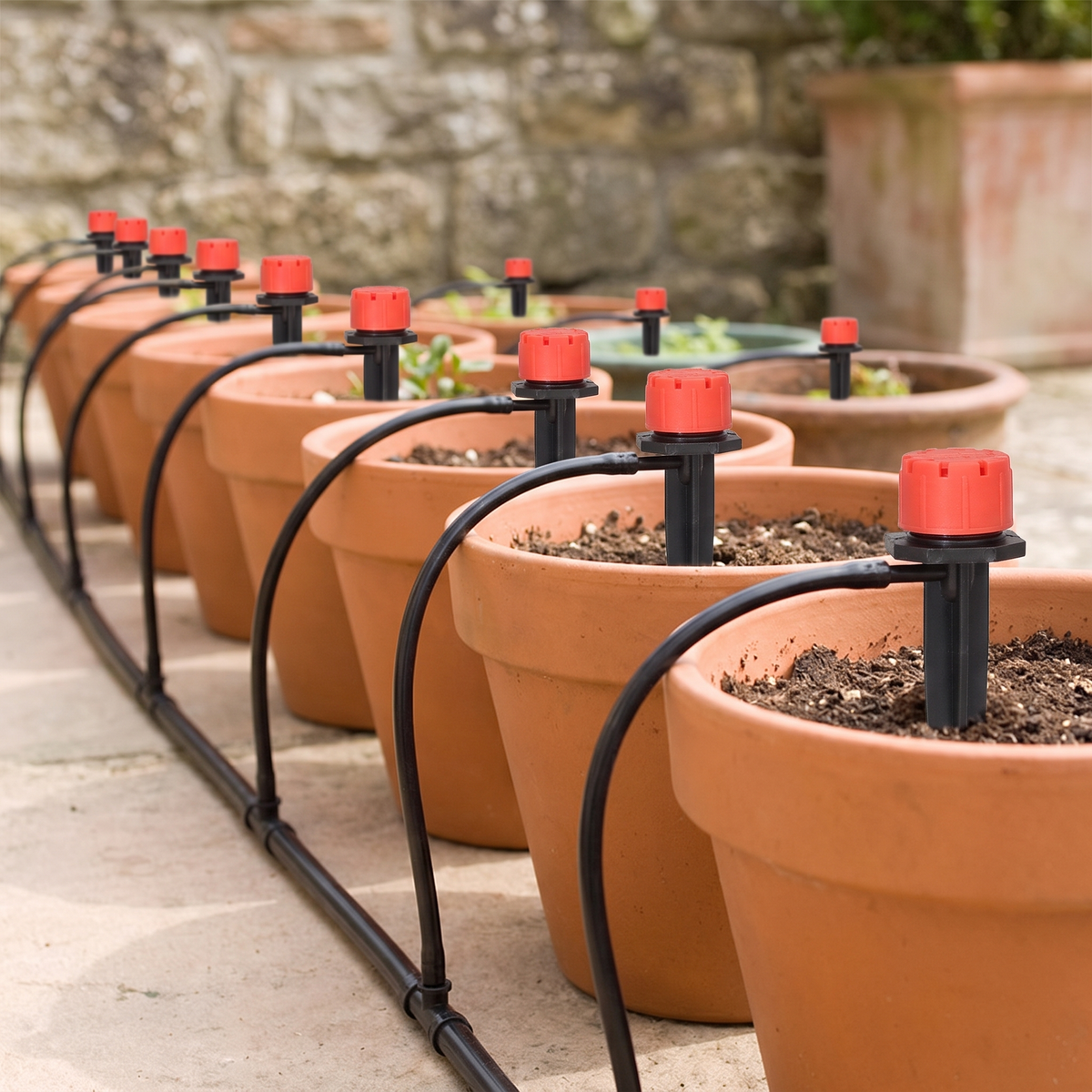 De 6 plantes à 60, la ligne s'allonge