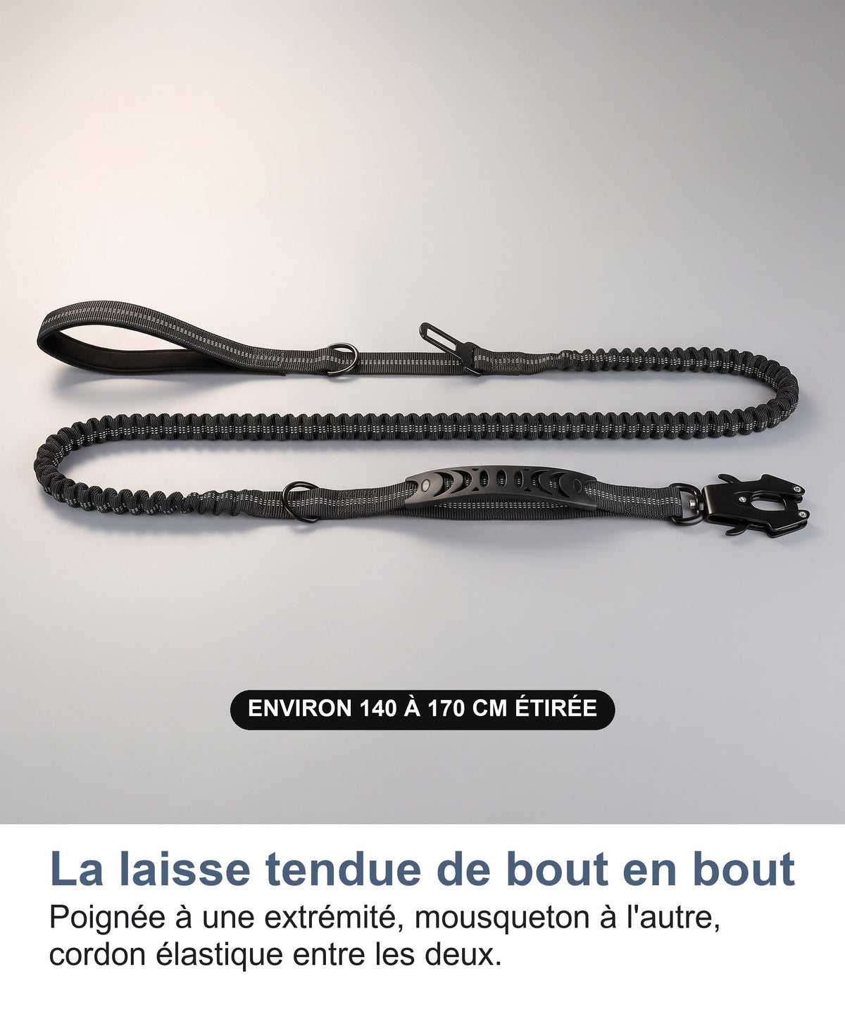 La laisse tendue de bout en bout