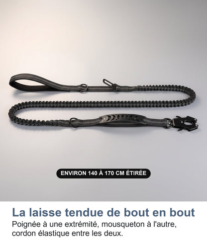 La laisse tendue de bout en bout