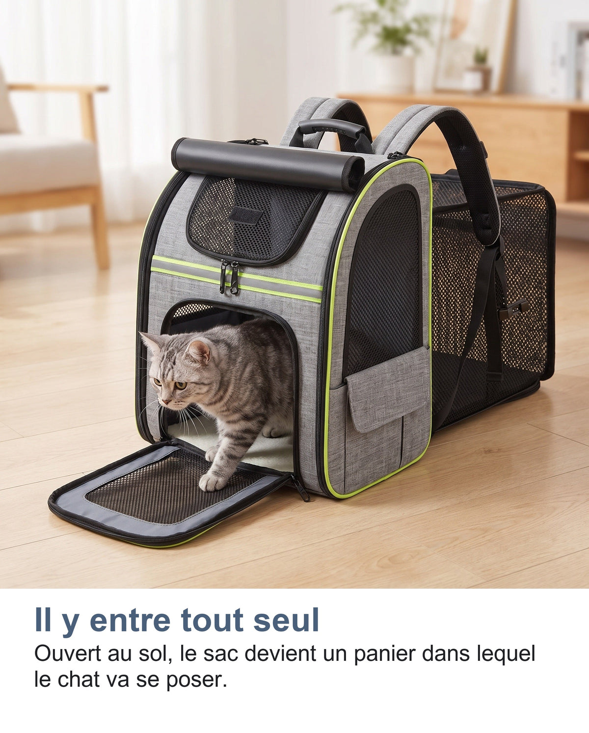 Un chat qui entre dans le sac de transport ouvert