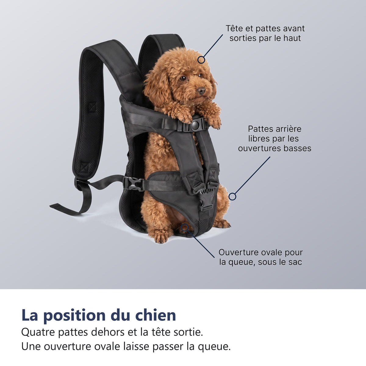 La position du chien